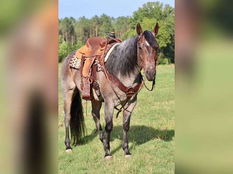 American Quarter Horse Gelding 9 years 15,2 hh Roan-Bay in Baldwyn, MS