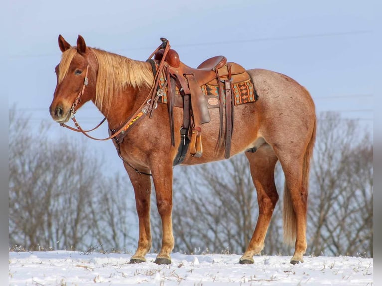 American Quarter Horse Gelding 9 years 15,2 hh Roan-Red in Brookville
