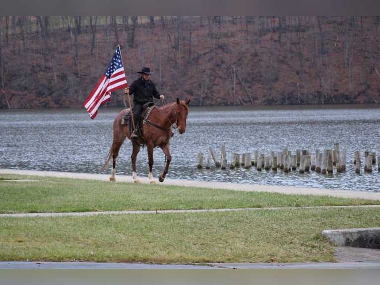 American Quarter Horse Gelding 9 years 15,2 hh Roan-Red in Rebersburg