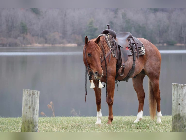 American Quarter Horse Gelding 9 years 15,2 hh Roan-Red in Rebersburg