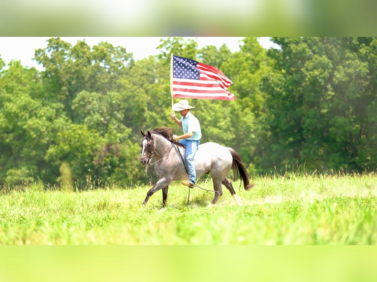 American Quarter Horse Gelding 9 years 15.2 hh Roan-Red in Canyon TX