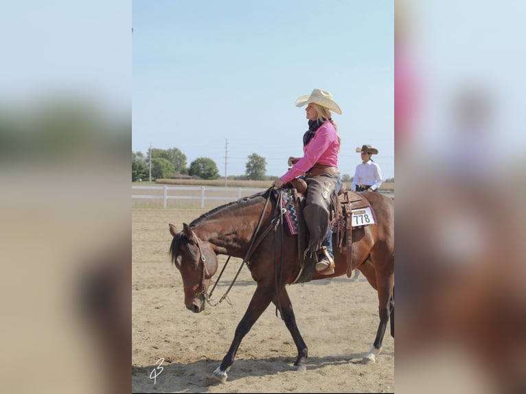 American Quarter Horse Gelding 9 years 15.3 hh Bay in Danville