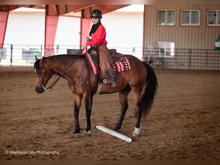 American Quarter Horse Gelding 9 years 15.3 hh Bay in Danville