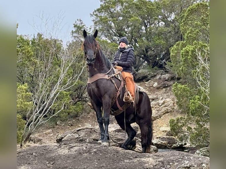 American Quarter Horse Gelding 9 years 15,3 hh Black in Jacksboro