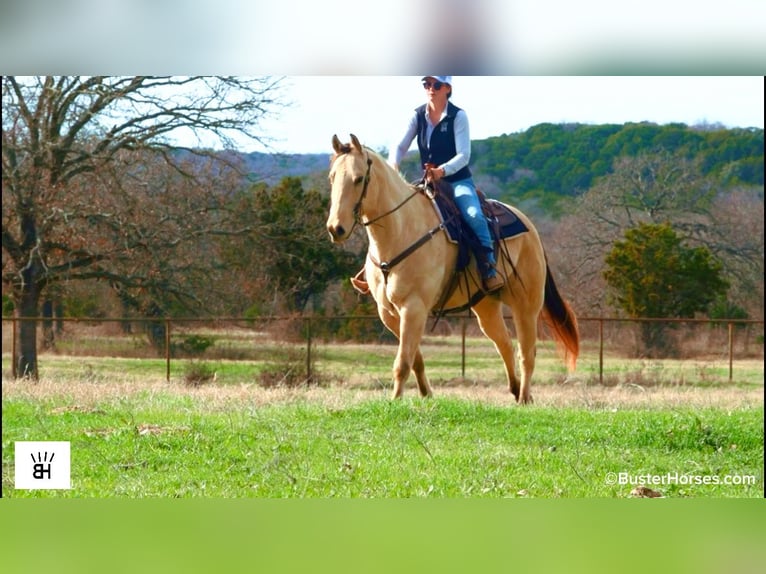 American Quarter Horse Gelding 9 years 15.3 hh Buckskin in Weatherford