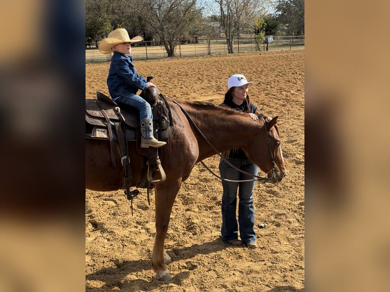American Quarter Horse Gelding 9 years 15,3 hh Chestnut in Joshua