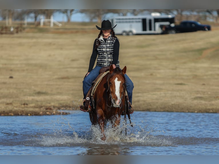 American Quarter Horse Gelding 9 years 15,3 hh Chestnut in Joshua