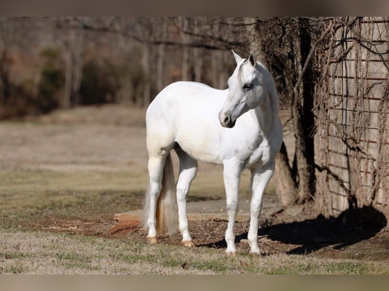 American Quarter Horse Gelding 9 years 15,3 hh Gray in MT Hope AL