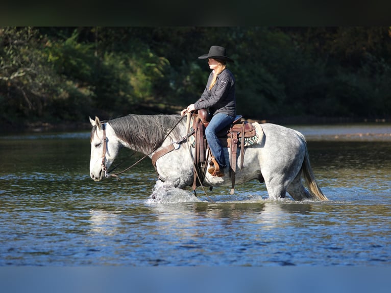 American Quarter Horse Gelding 9 years 15,3 hh Grey in Clarion