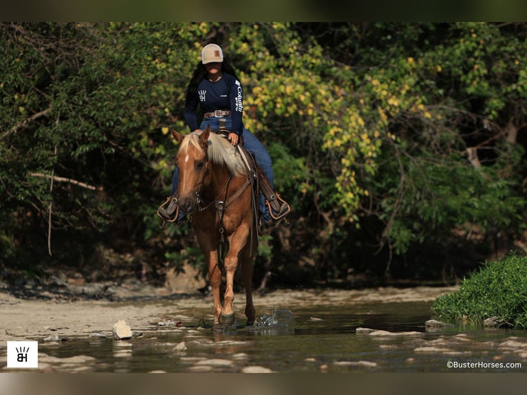 American Quarter Horse Gelding 9 years 15,3 hh Palomino in Weatherford TX