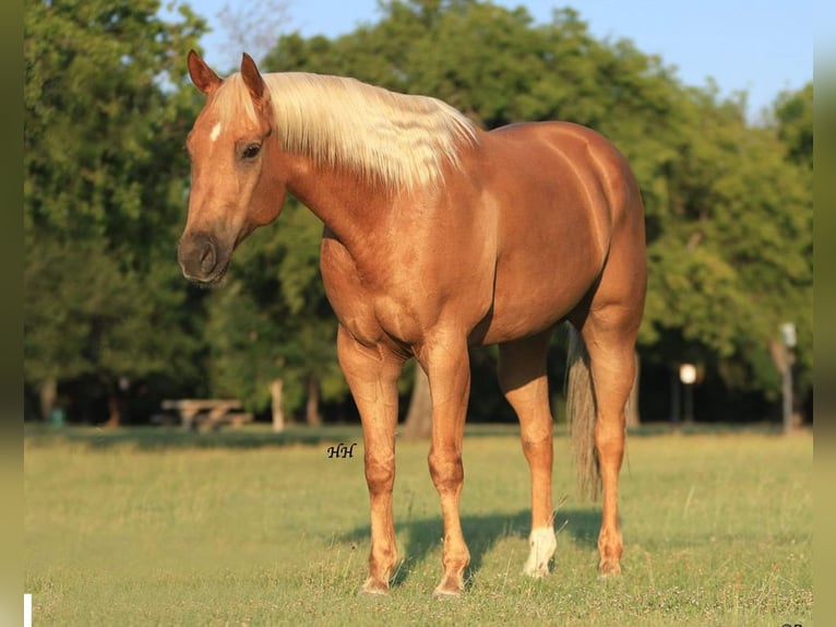 American Quarter Horse Gelding 9 years 15,3 hh Palomino in Weatherford TX