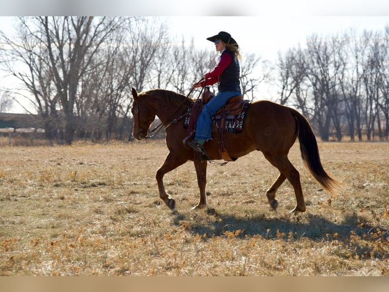 American Quarter Horse Gelding 9 years 15,3 hh Sorrel in Valley Springs, SD