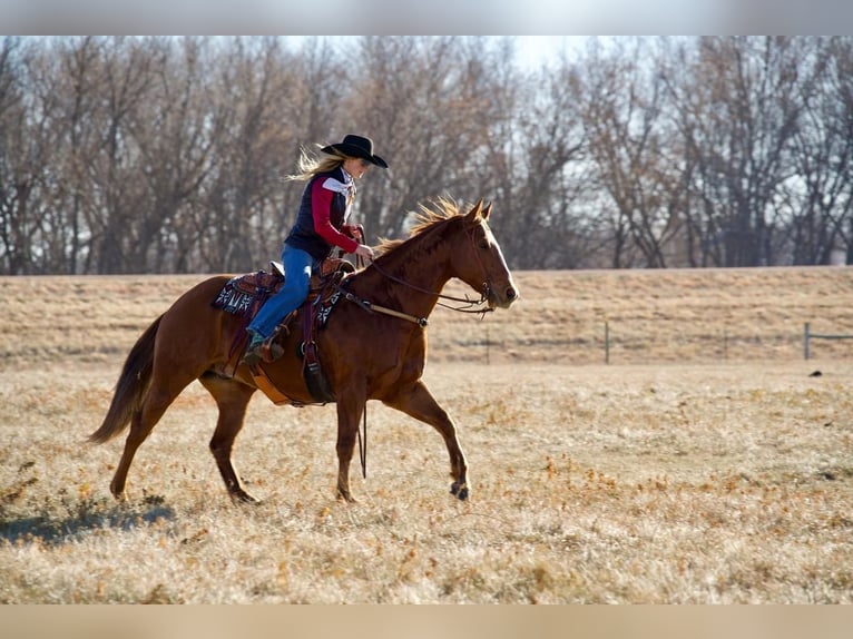 American Quarter Horse Gelding 9 years 15,3 hh Sorrel in Valley Springs, SD