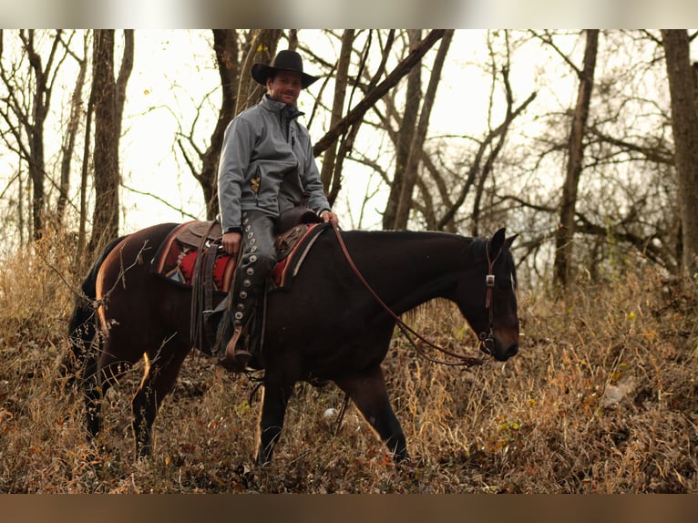 American Quarter Horse Gelding 9 years 15 hh Bay in Baxter Springs
