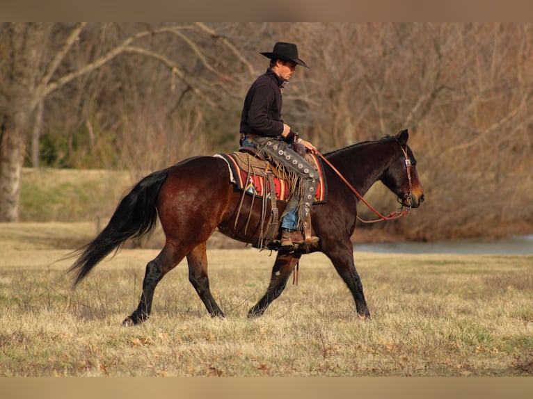American Quarter Horse Gelding 9 years 15 hh Bay in Baxter Springs