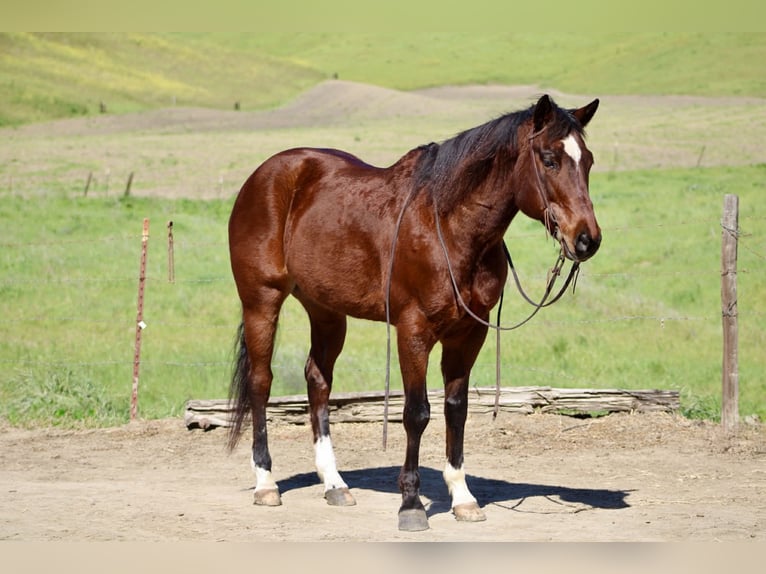 American Quarter Horse Gelding 9 years 15 hh Bay in King City