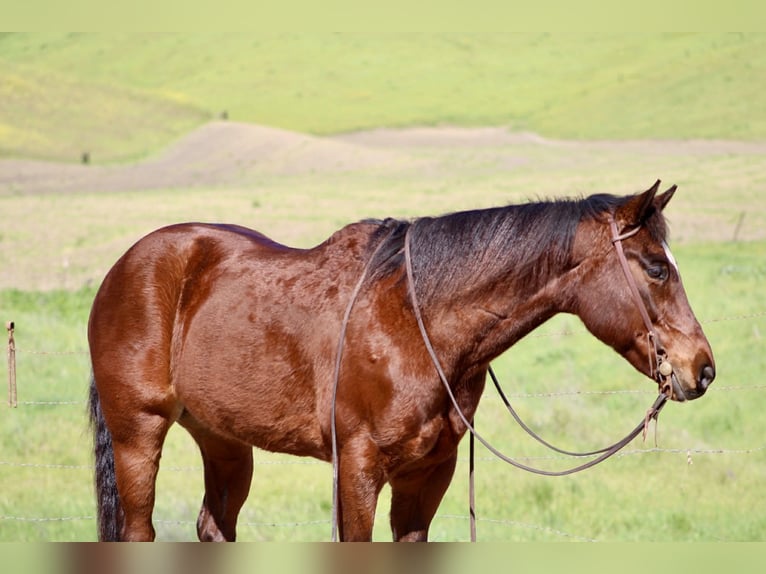 American Quarter Horse Gelding 9 years 15 hh Bay in King City