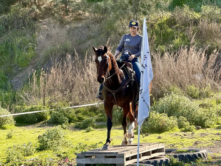 American Quarter Horse Gelding 9 years 15 hh Bay in King City