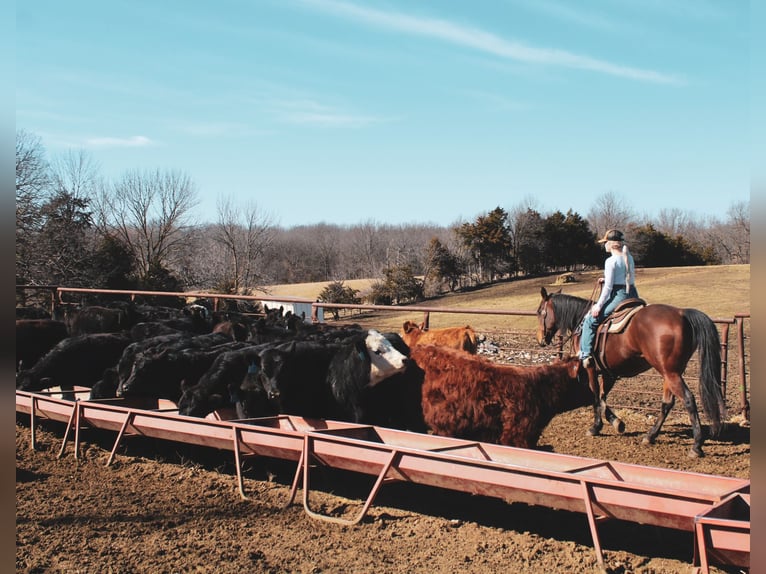 American Quarter Horse Gelding 9 years 15 hh Bay in Macon, MO