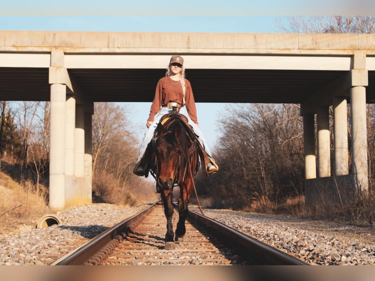 American Quarter Horse Gelding 9 years 15 hh Bay in Macon, MO