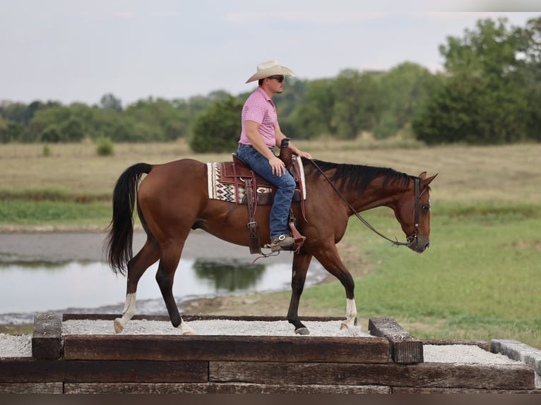 American Quarter Horse Gelding 9 years 15 hh Bay in Buffalo, MO