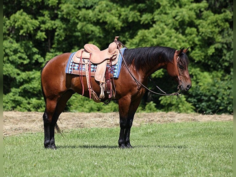 American Quarter Horse Gelding 9 years 15 hh Bay in Level Green KY