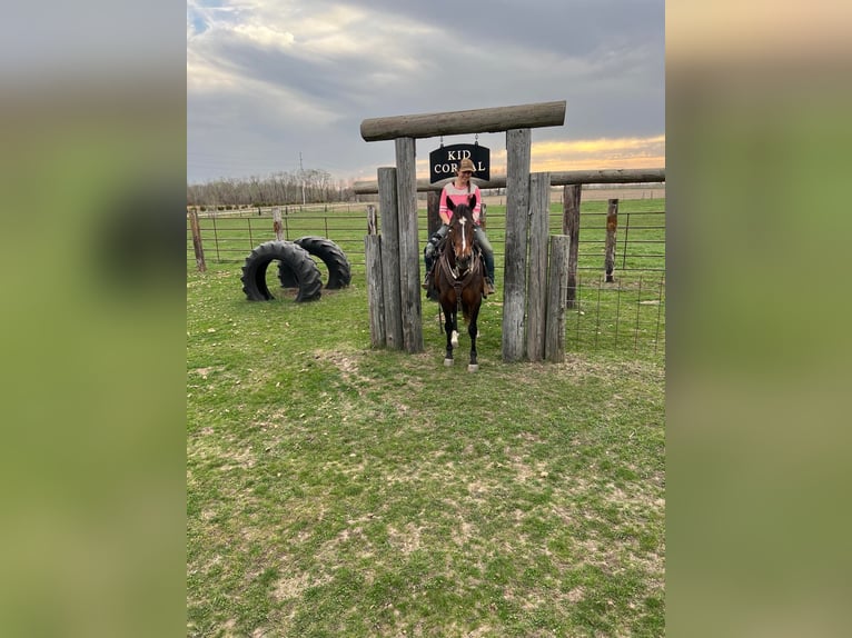 American Quarter Horse Gelding 9 years 15 hh Bay in Libson IA