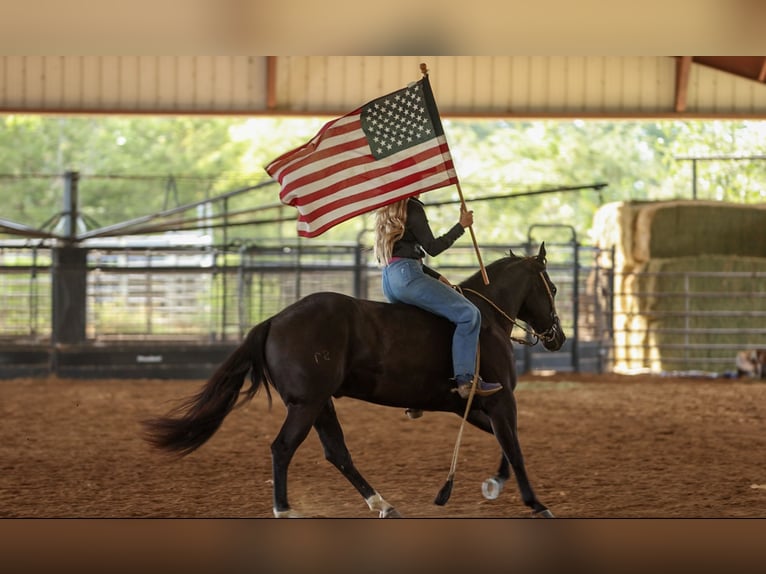 American Quarter Horse Gelding 9 years 15 hh Black in Quitman