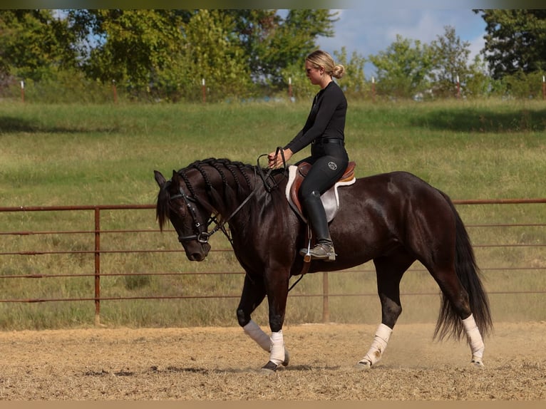 American Quarter Horse Gelding 9 years 15 hh Black in Quitman