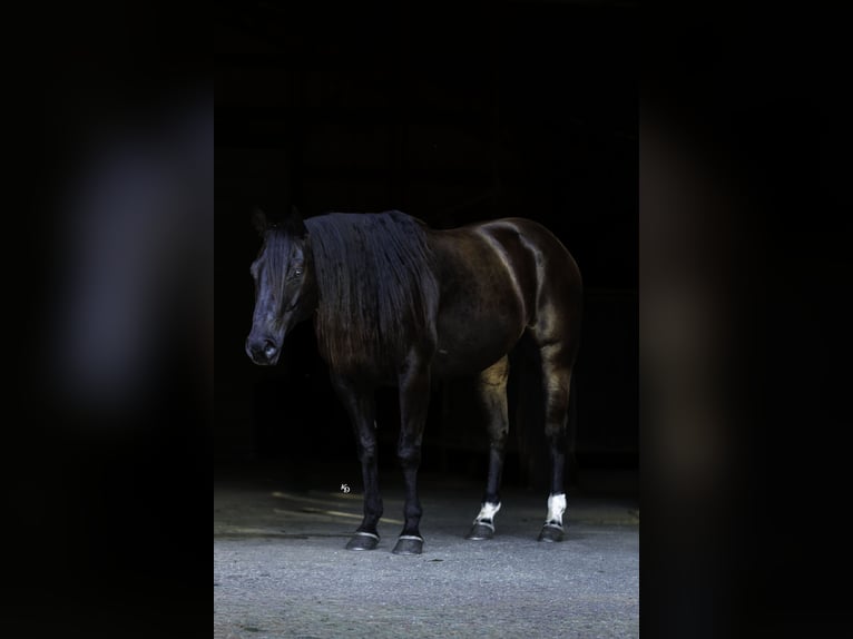American Quarter Horse Gelding 9 years 15 hh Black in Quitman