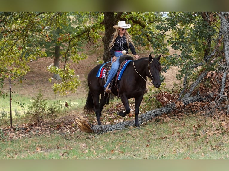 American Quarter Horse Gelding 9 years 15 hh Black in Quitman