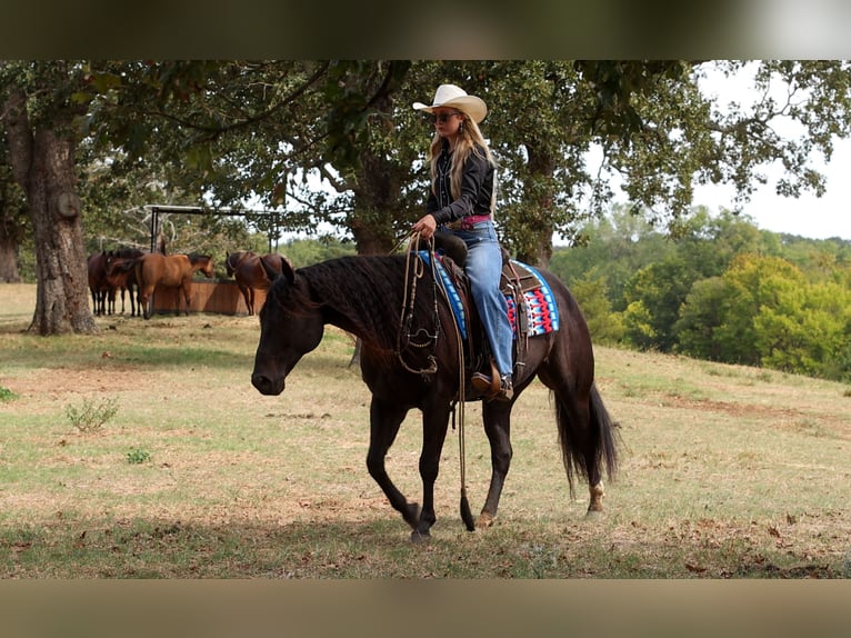American Quarter Horse Gelding 9 years 15 hh Black in Quitman