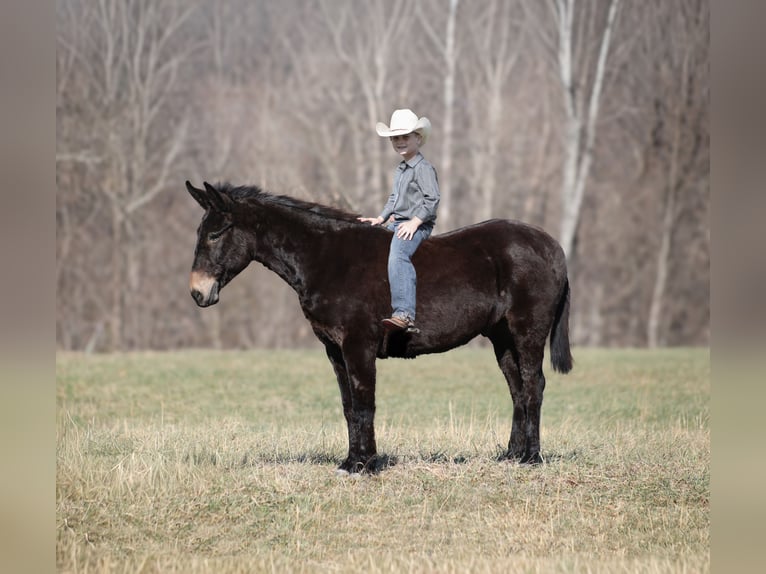 American Quarter Horse Gelding 9 years 15 hh Black in Brodhead, ky