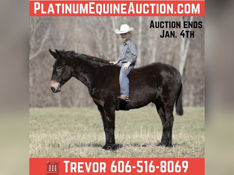 American Quarter Horse Gelding 9 years 15 hh Black in Brodhead, ky