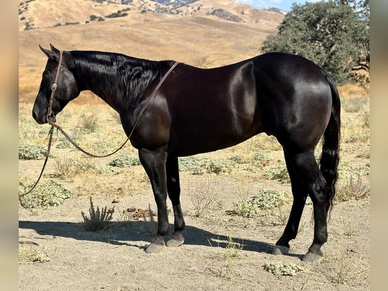 American Quarter Horse Gelding 9 years 15 hh Black in Paicines CA