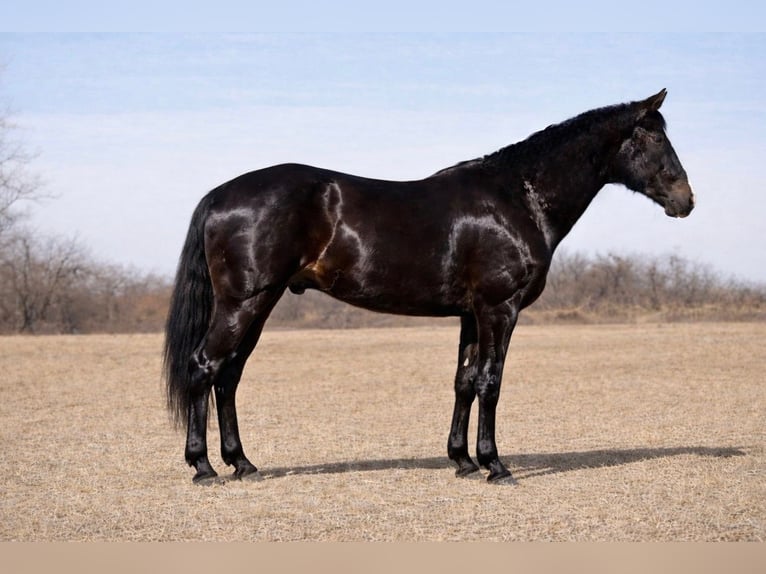 American Quarter Horse Gelding 9 years 15 hh Black in North Bloomfield