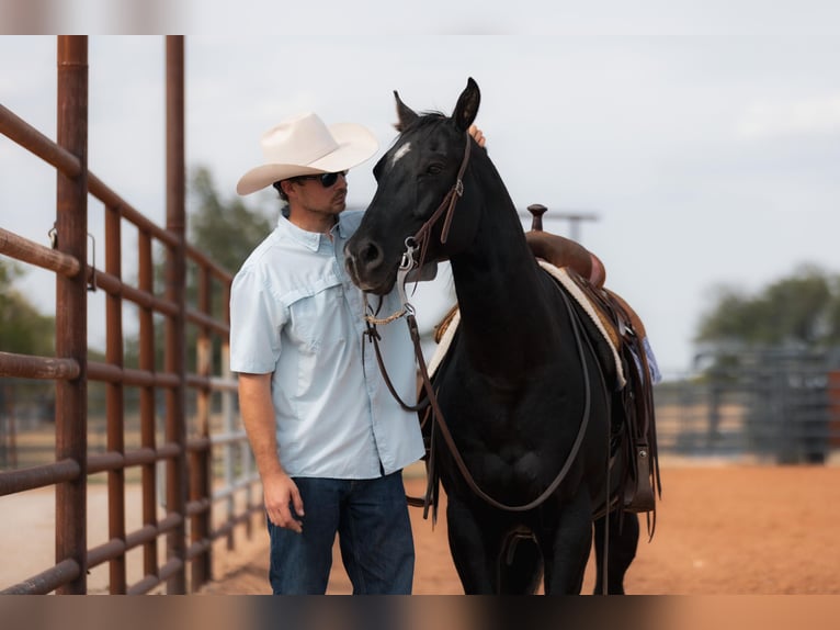 American Quarter Horse Gelding 9 years 15 hh Black in Weatherford TX