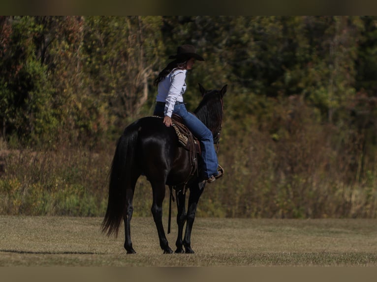 American Quarter Horse Gelding 9 years 15 hh Black in Joshua