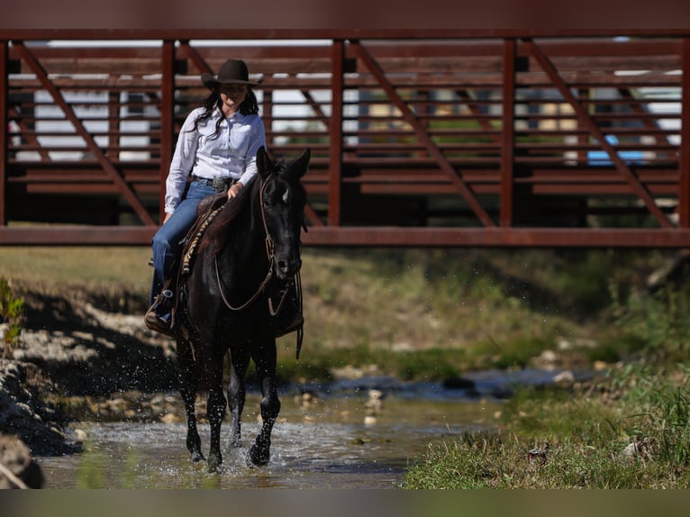 American Quarter Horse Gelding 9 years 15 hh Black in Joshua