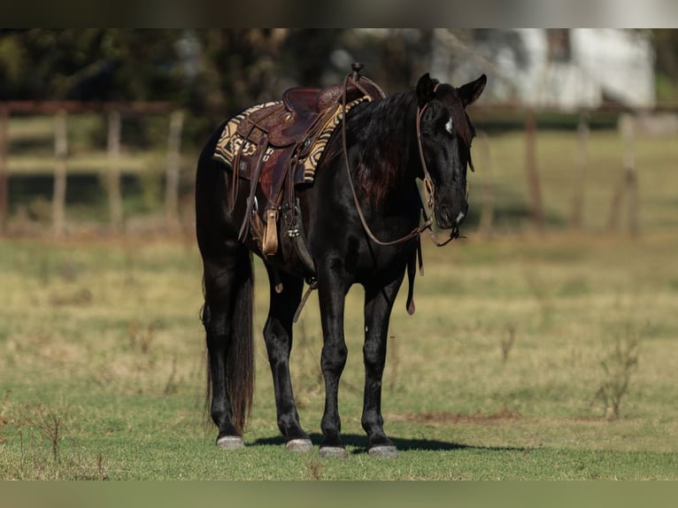 American Quarter Horse Gelding 9 years 15 hh Black in Joshua