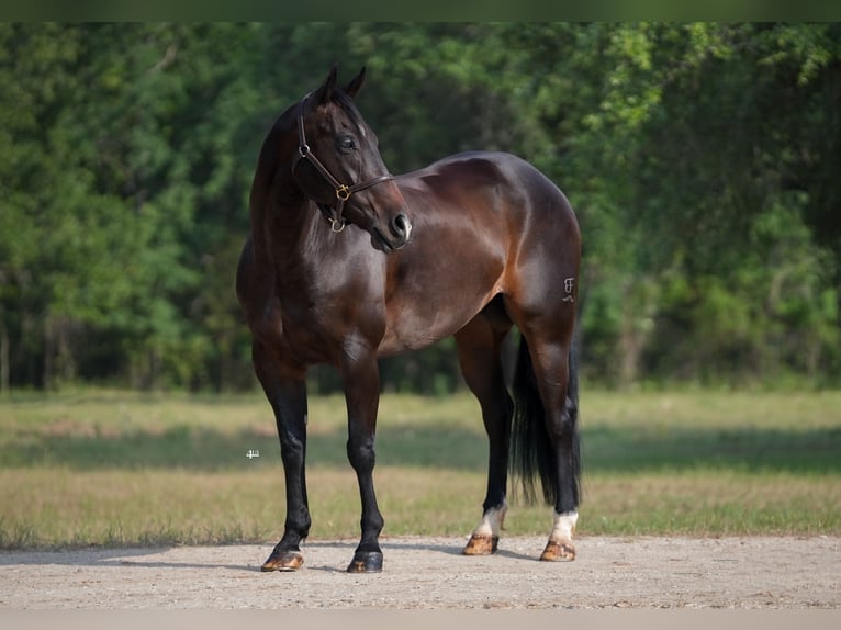 American Quarter Horse Gelding 9 years 15 hh Brown in Weatherford, TX