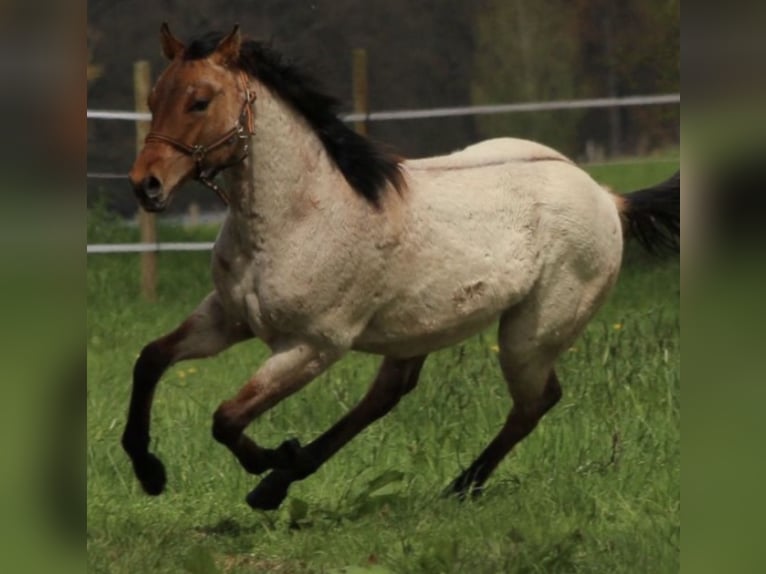 American Quarter Horse Gelding 9 years 15 hh Brown Falb mold in Bassum