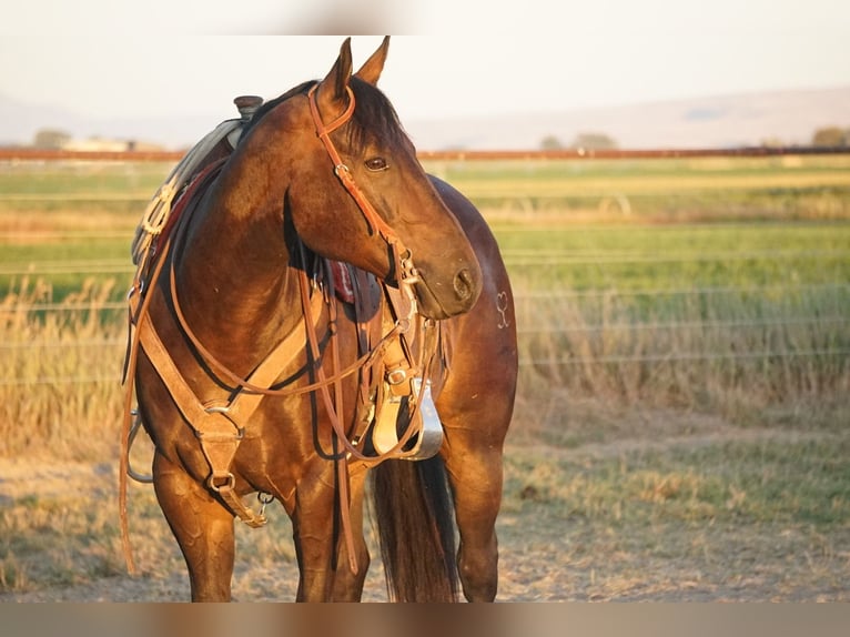American Quarter Horse Gelding 9 years 15 hh Brown in Kimberly