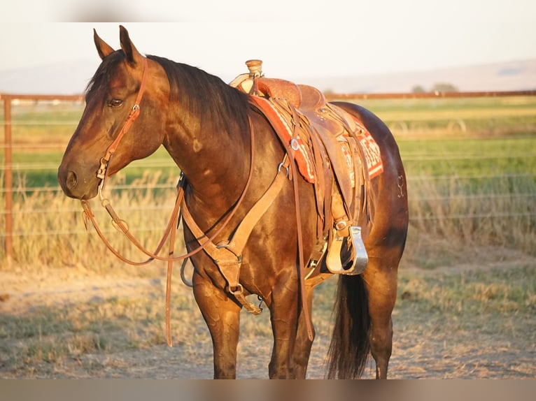 American Quarter Horse Gelding 9 years 15 hh Brown in Kimberly