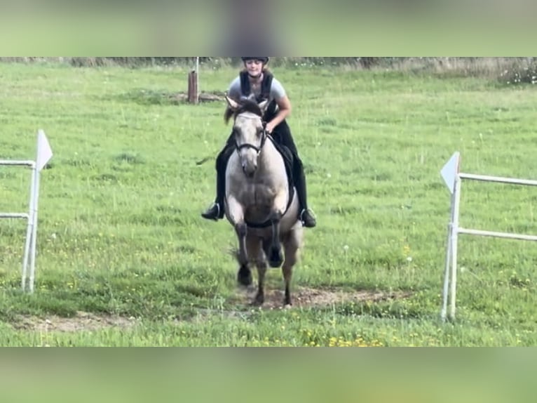American Quarter Horse Gelding 9 years 15 hh Buckskin in Hook Hamoshire
