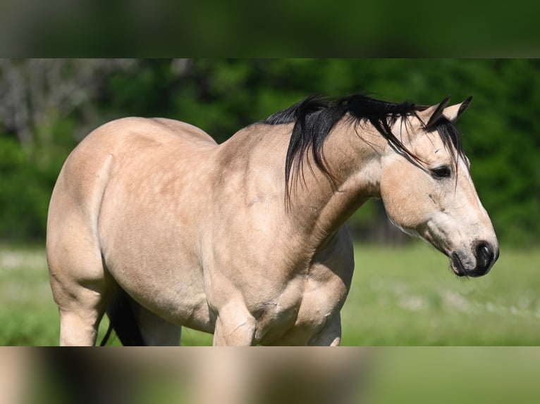 American Quarter Horse Gelding 9 years 15 hh Buckskin in Waco