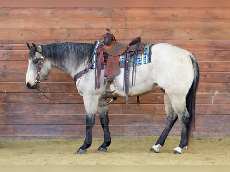 American Quarter Horse Gelding 9 years 15 hh Buckskin in Clarion