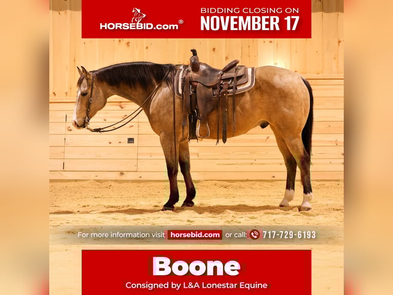 American Quarter Horse Gelding 9 years 15 hh Buckskin in Needmore