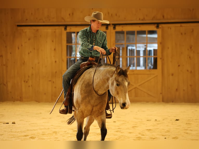 American Quarter Horse Gelding 9 years 15 hh Buckskin in Needmore