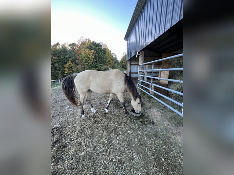 American Quarter Horse Gelding 9 years 15 hh Buckskin in Gresham